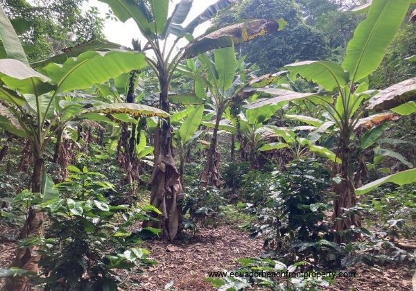 plantain and coffee