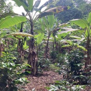 plantain and coffee