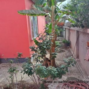 Guest suite exterior with papaya tree